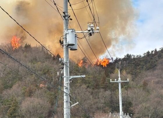 Japonya’da orman yangını - Son Dakika Dünya Haberleri