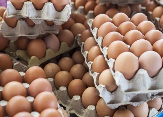 ABDdeki kuş gribi krizi Türk yumurtasına talebi artırdı