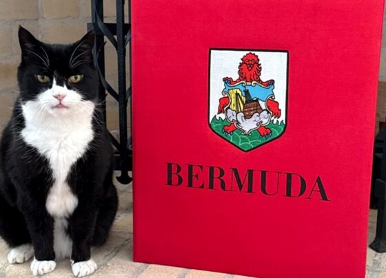 Bakanlığın eski kedisi geri döndü: Yeni görevi "Kedi ilişkileri danışmanlığı" - Son Dakika Dünya Haberleri