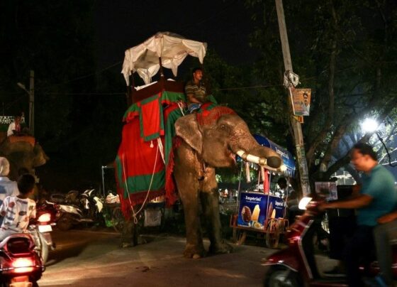 Hindistan'da fil saldırısı: 5 kişi hayatını kaybetti