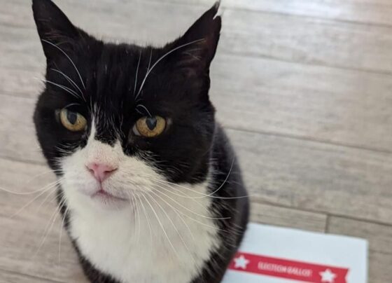 "Kedi ilişkileri danışmanı" Palmerston, seçimler için oy kullandı - Son Dakika Dünya Haberleri