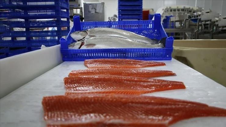 Doğu Karadenizden Türk somonu ihracatında 8,6 milyon dolar gelir elde edildi
