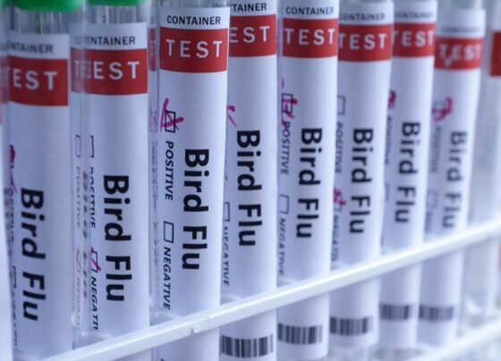 Meksika’da H5N1 kaynaklı ilk ölüm - Son Dakika Dünya Haberleri