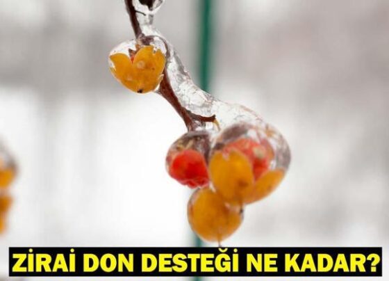 ZİRAİ DON DESTEĞİ NE KADAR, ŞARTLARI NELER Bakan Yumaklıdan zirai don desteği açıklaması... Zirai don vuran iller