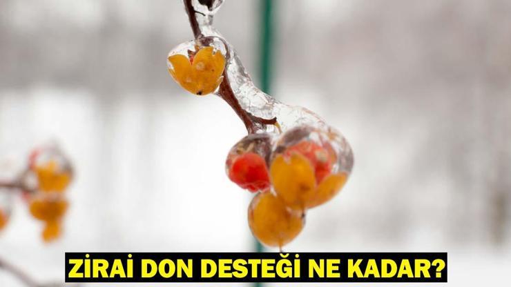 ZİRAİ DON DESTEĞİ NE KADAR, ŞARTLARI NELER? Bakan Yumaklı’dan zirai don desteği açıklaması… Zirai don vuran iller!
