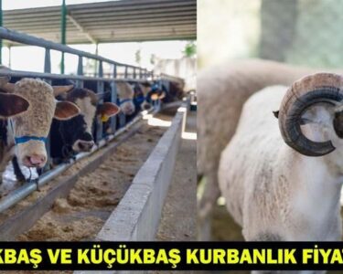 2025 Kurban Bayramı İçin Büyükbaş ve Küçükbaş Kurbanlık Fiyatları Ne Kadar