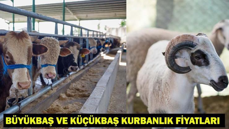 2025 Kurban Bayramı İçin Büyükbaş ve Küçükbaş Kurbanlık Fiyatları Ne Kadar?