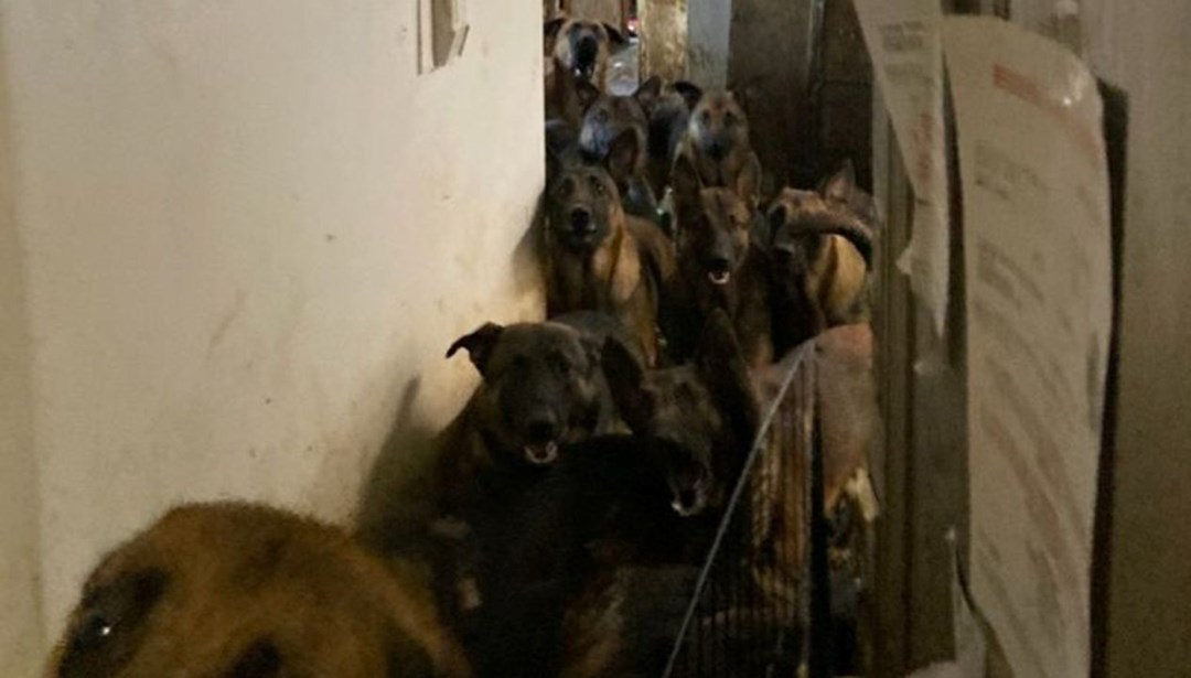 ABD’de boşaltılan apartman dairesinden 48 köpek çıktı – Son Dakika Dünya Haberleri