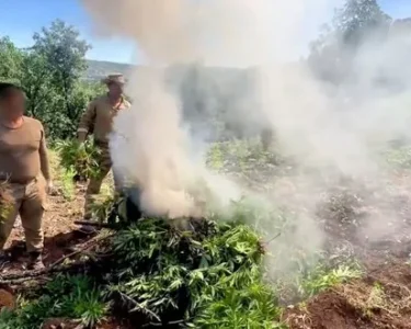 Jandarmadan zehir tacirlerine şafak baskını! 7.5 milyon kök kenevir ele geçirildi