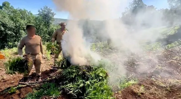 Jandarmadan zehir tacirlerine şafak baskını! 7.5 milyon kök kenevir ele geçirildi