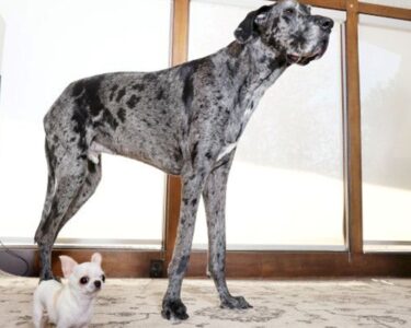Köpekler arasında ilginç buluşma - Son Dakika Dünya Haberleri