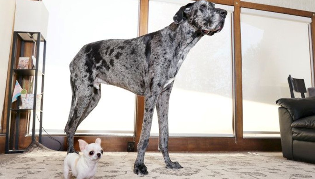 Köpekler arasında ilginç buluşma – Son Dakika Dünya Haberleri