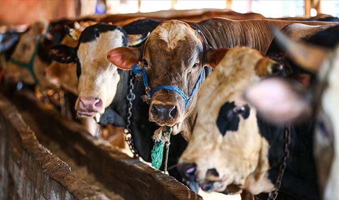 Kurban alanlarına sıkı denetim: Kurallara uymayana ceza! haberi