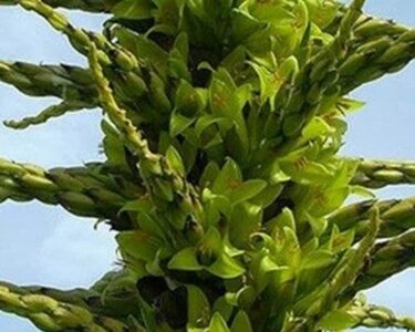 Okul bahçesindeki "koyun yiyen" 10 yıl sonra çiçek açtı - Son Dakika Dünya Haberleri