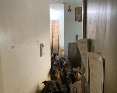 Tahliye edilen apartman dairesinde tam 48 köpek haberi