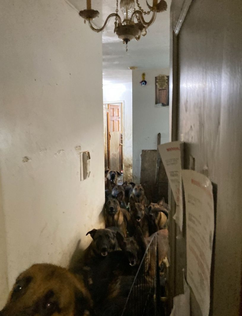 Tahliye edilen apartman dairesinde tam 48 köpek haberi