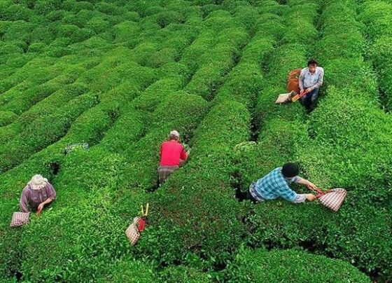 SON DAKİKA: 2025 yaş çay alım fiyatı belli oldu
