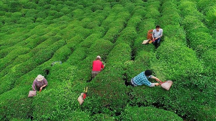 Tarım ve Orman Bakanlığı açıkladı! 2025 yaş çay alım fiyatları ne kadar oldu?