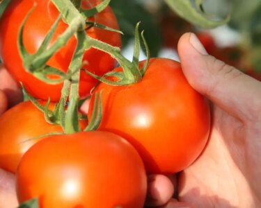 Ankara'nın domatesi dünyanın en iyileri arasına girdi