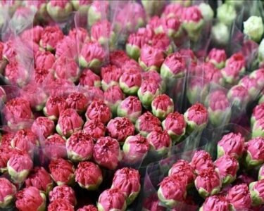 İngiltere’de Anneler Günü için Türk çiçekleri yola çıktı