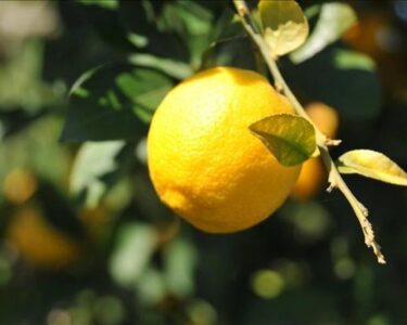 Limon ithalatında gümrük vergisi geçici olarak düşürüldü