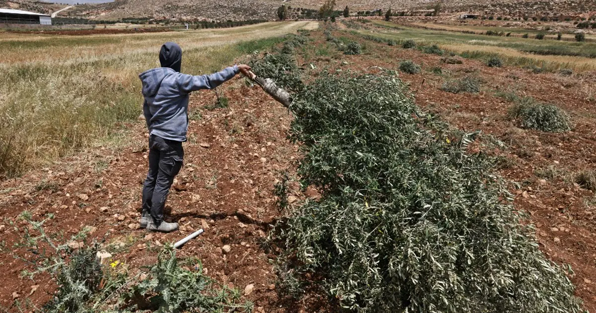 İsrailli yerleşimciler Batı Şeria’da zeytin ağaçlarını kesti