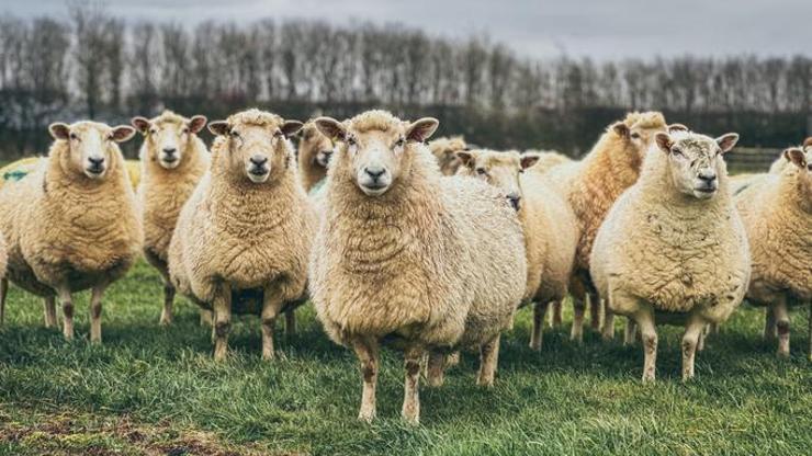 TİGEM 600 küçükbaş hayvan satışı için ihaleye çıkıyor