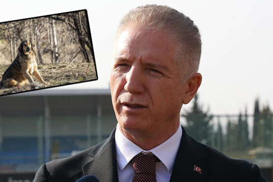 Vali Gül: İstanbul sokaklarında sahipsiz tek köpek kalmayacak
