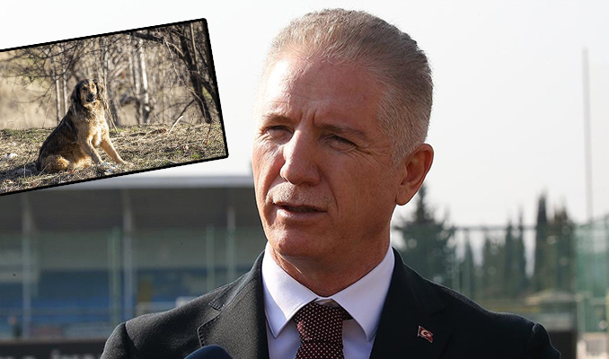 Sosyal medyada ‘yaralı hayvanlar’la bağış vurgunu haberi