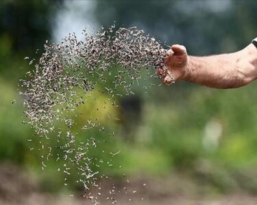 Türkiye’nin sertifikalı tohum ihracatı 20 yılda 8 kat arttı
